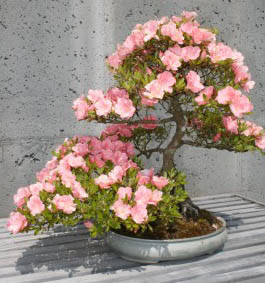 make your site your bonsai